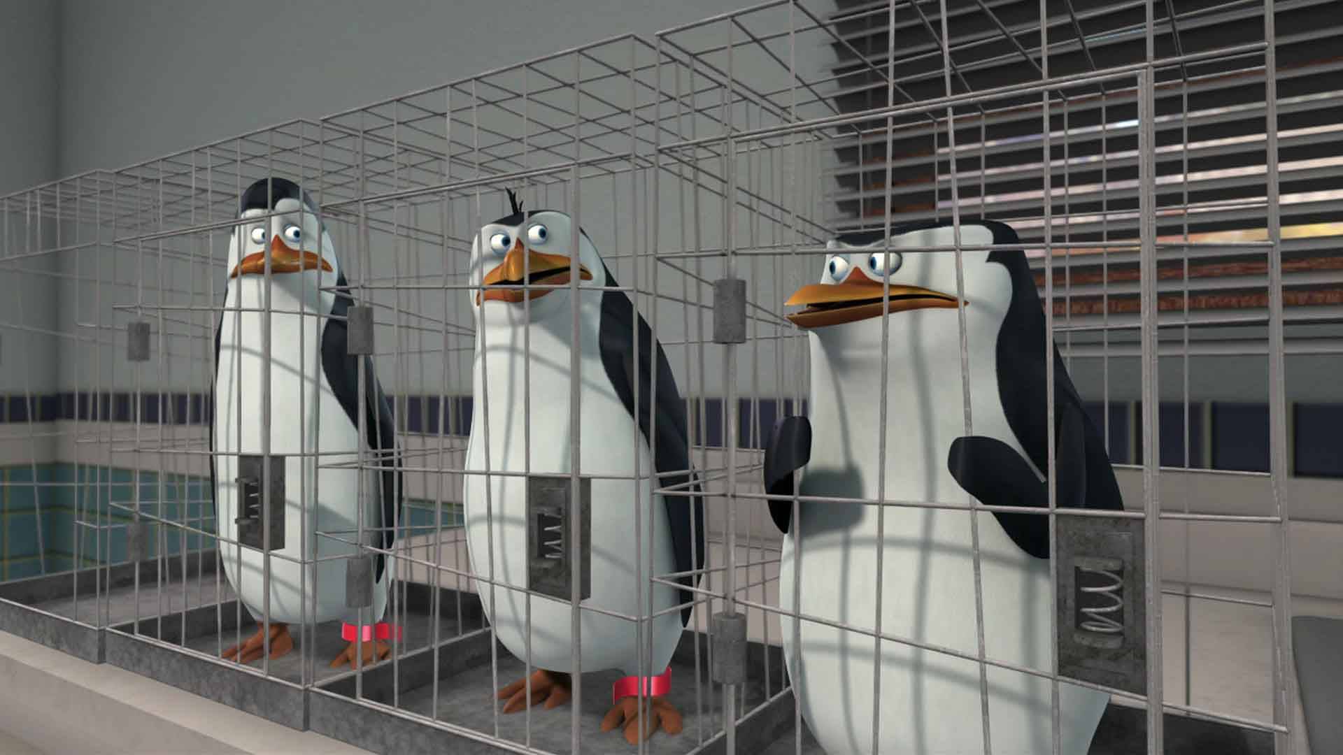 Madagaskar Penguenleri S01 B11